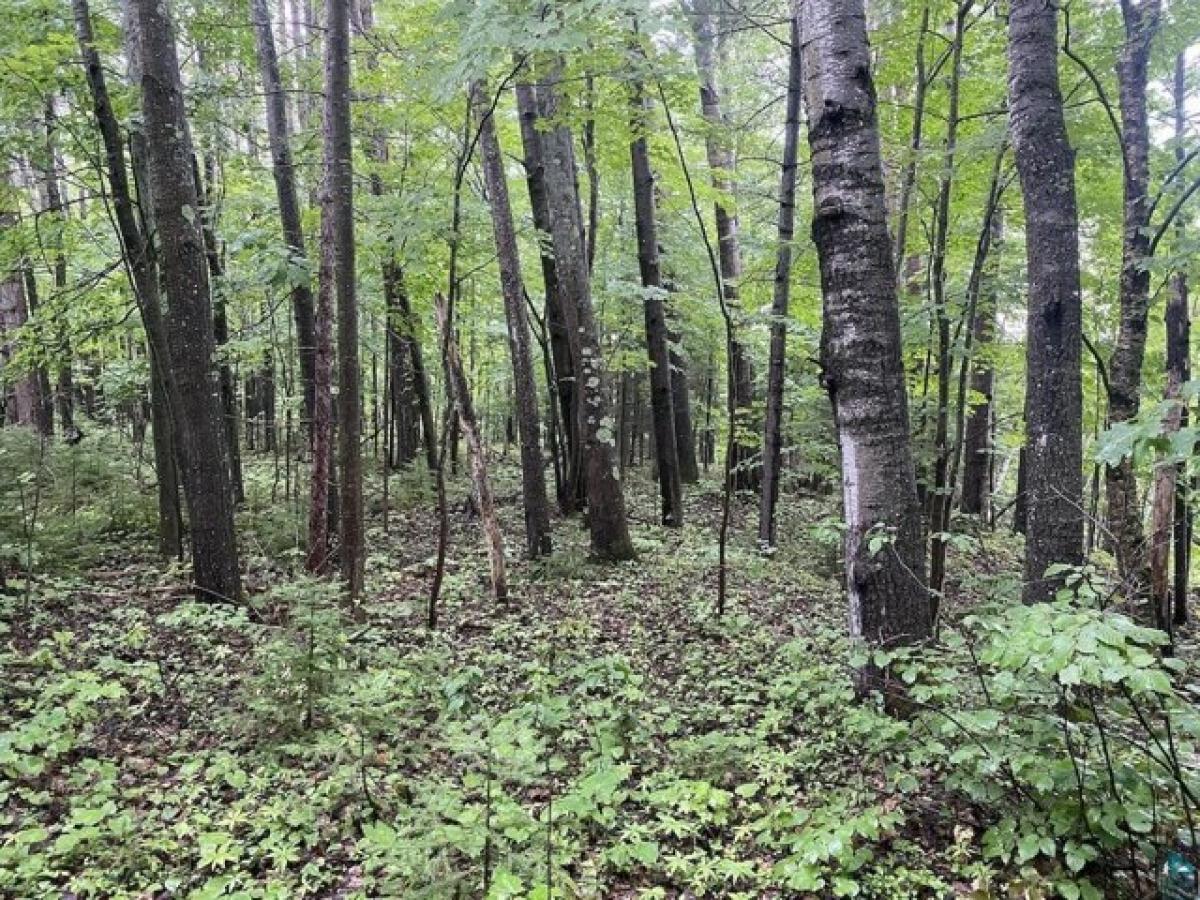 Picture of Residential Land For Sale in Washburn, Wisconsin, United States