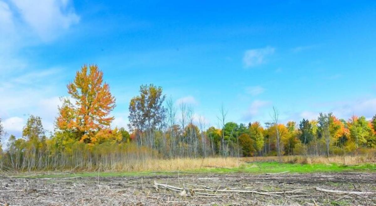 Picture of Residential Land For Sale in Hemlock, Michigan, United States