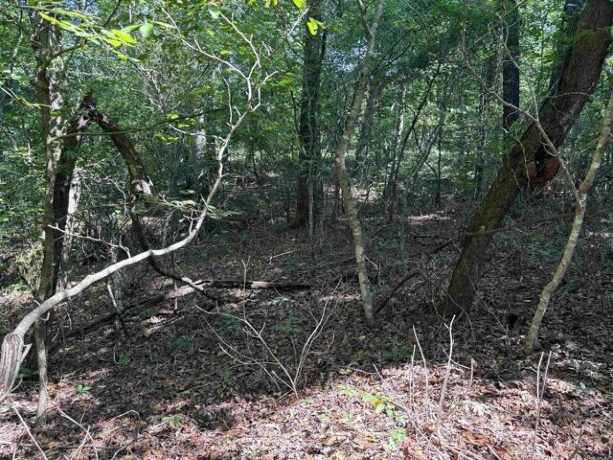 Picture of Residential Land For Sale in Pangburn, Arkansas, United States