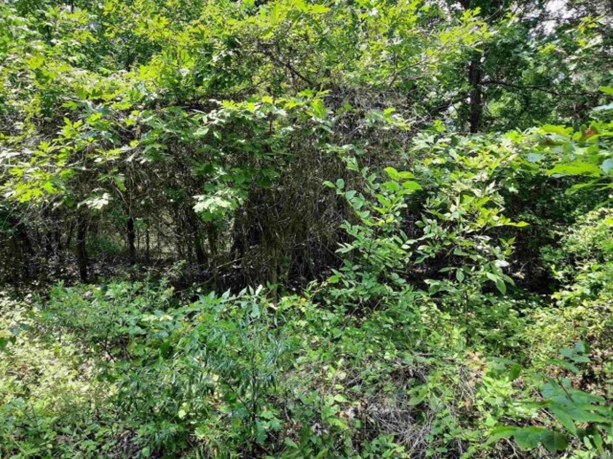 Picture of Residential Land For Sale in Mountain View, Arkansas, United States