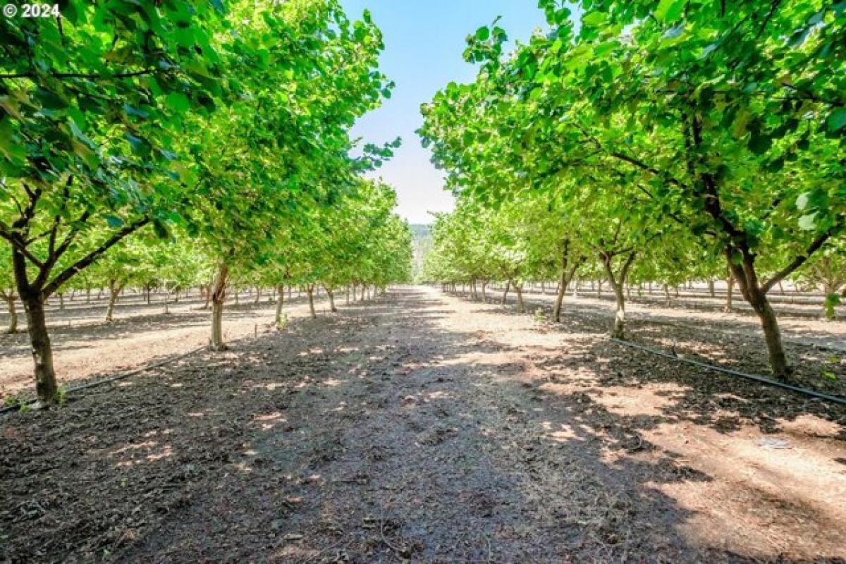 Picture of Residential Land For Sale in Lyons, Oregon, United States