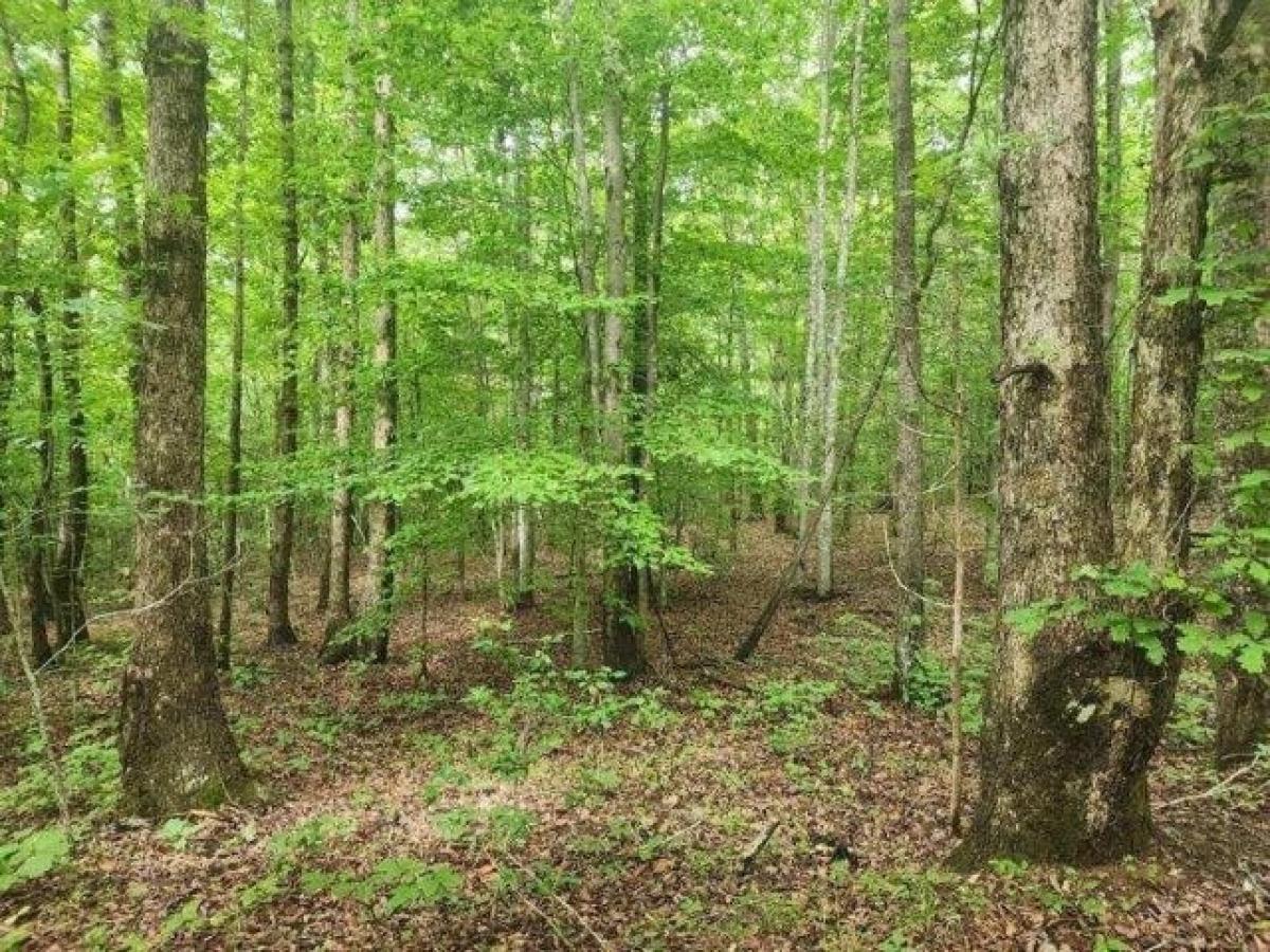 Picture of Residential Land For Sale in Brookneal, Virginia, United States