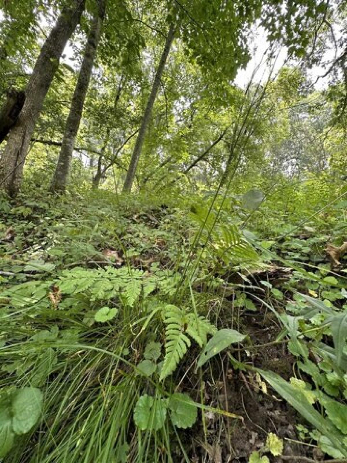 Picture of Residential Land For Sale in Mauston, Wisconsin, United States