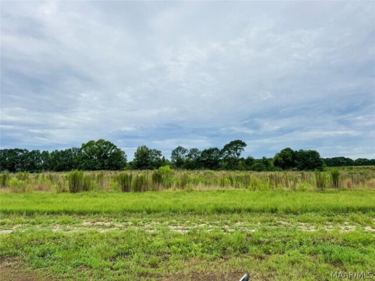 Picture of Residential Land For Sale in New Brockton, Alabama, United States