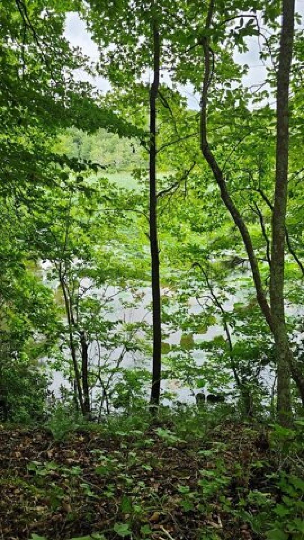 Picture of Residential Land For Sale in Ebony, Virginia, United States