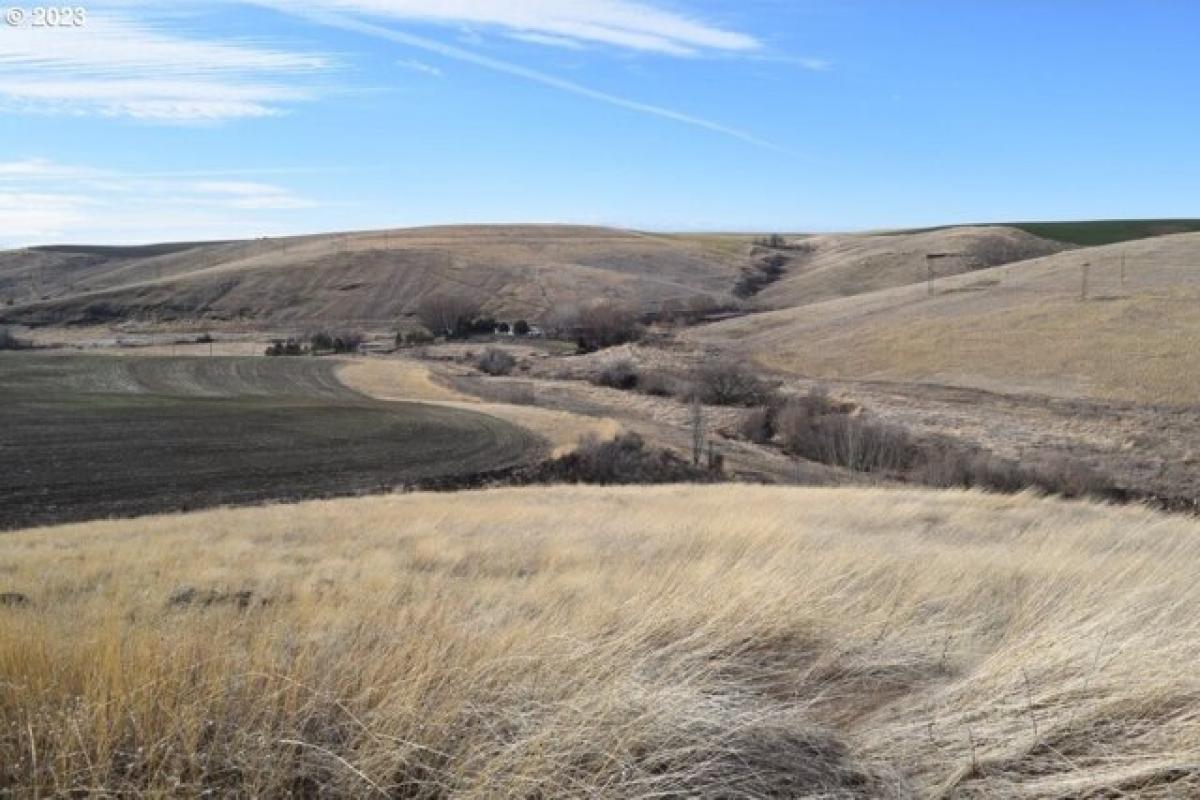 Picture of Residential Land For Sale in Pendleton, Oregon, United States