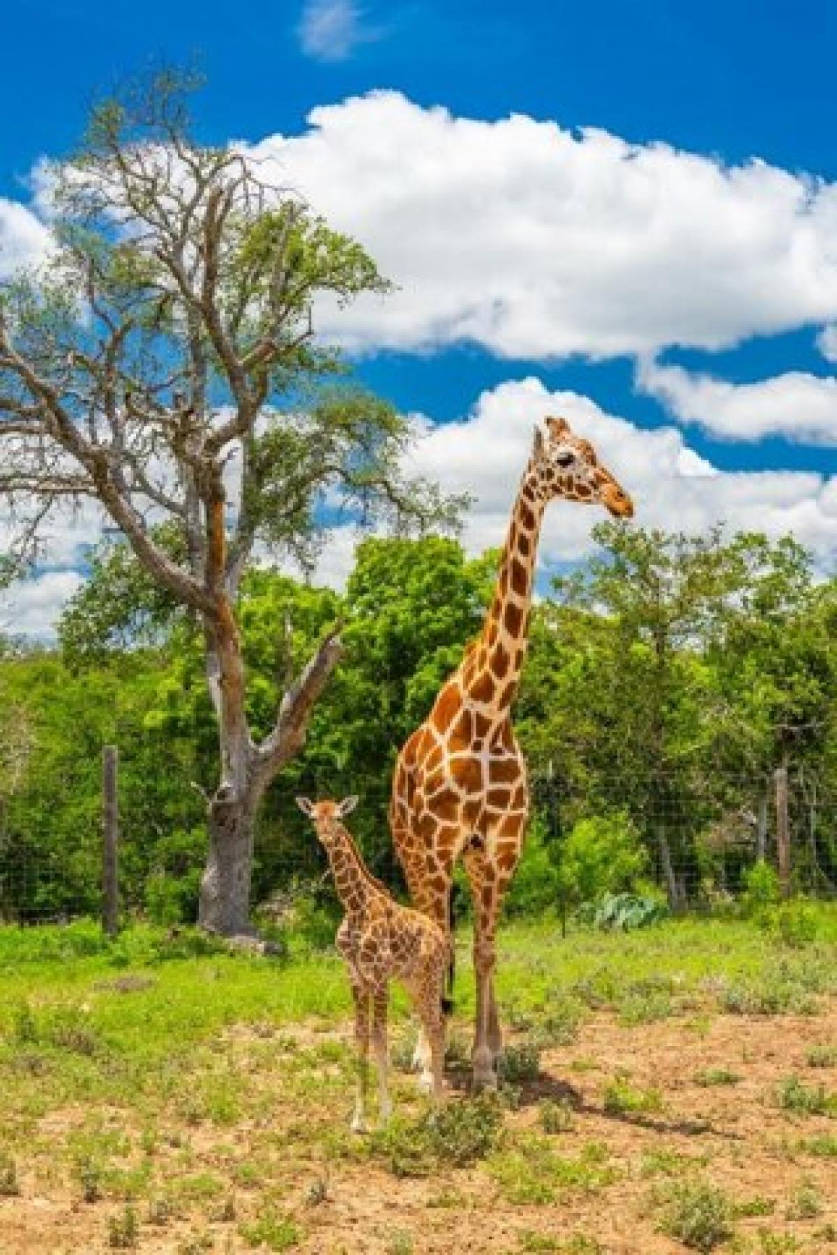 Picture of Residential Land For Sale in Mountain Home, Texas, United States