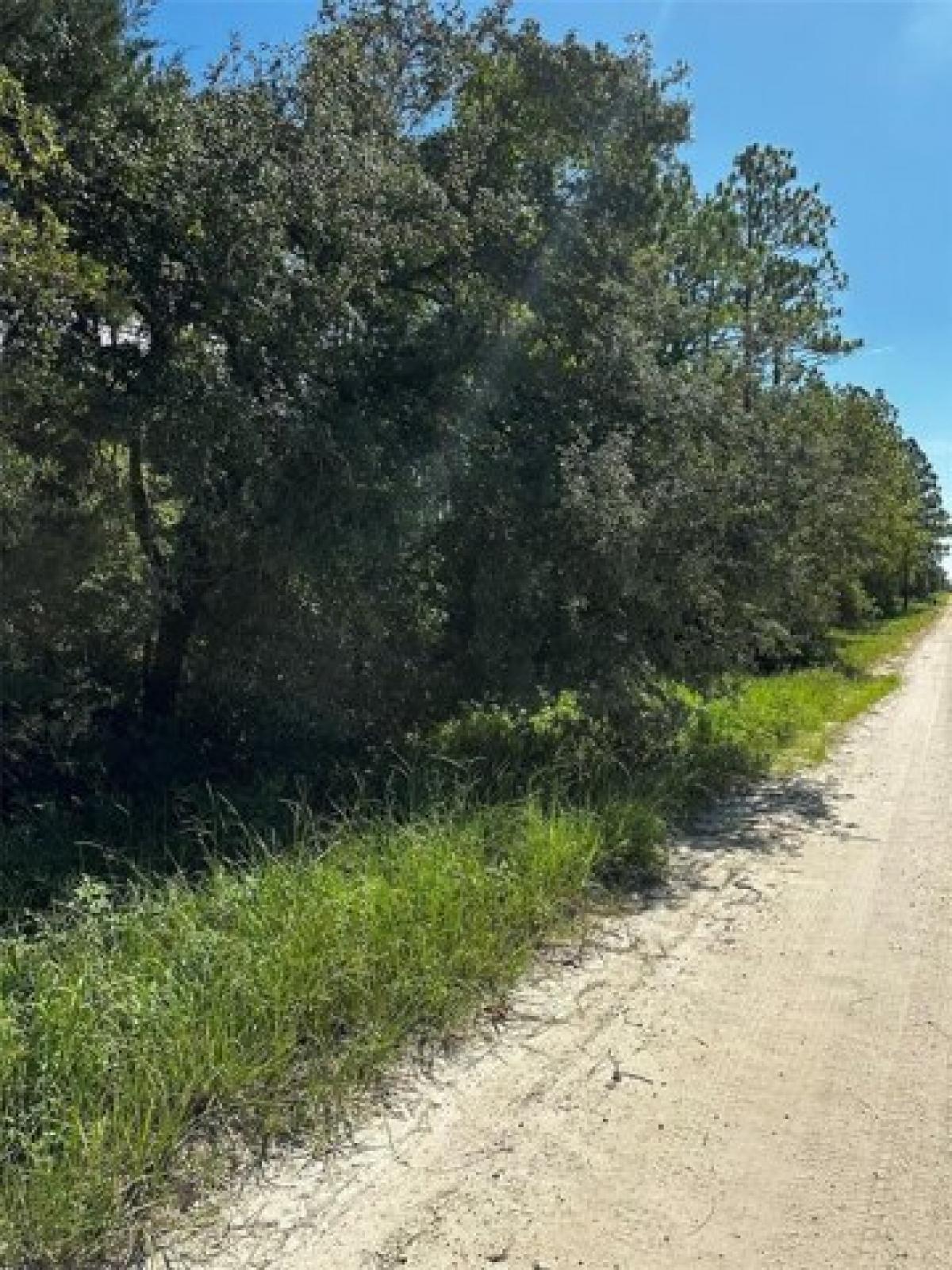 Picture of Residential Land For Sale in Williston, Florida, United States