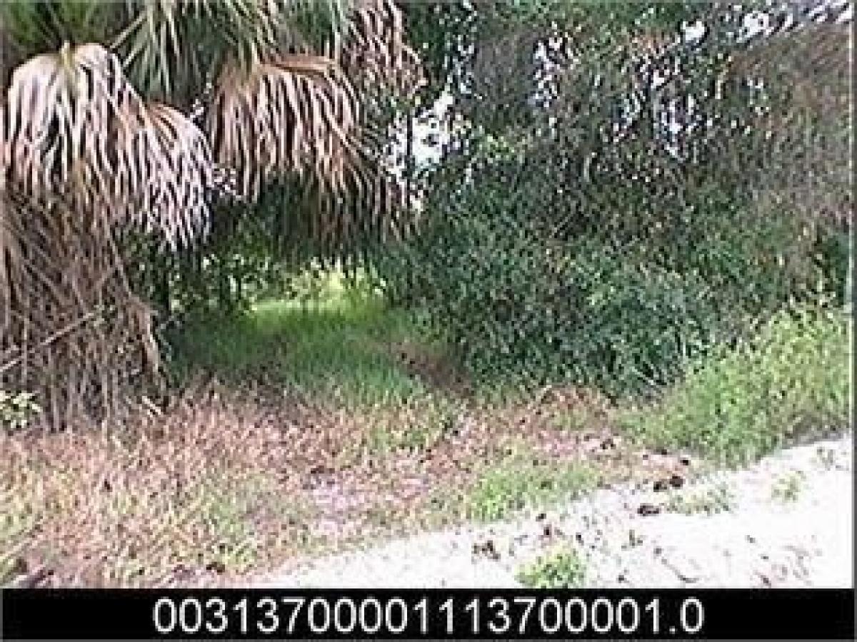 Picture of Residential Land For Sale in Fellsmere, Florida, United States