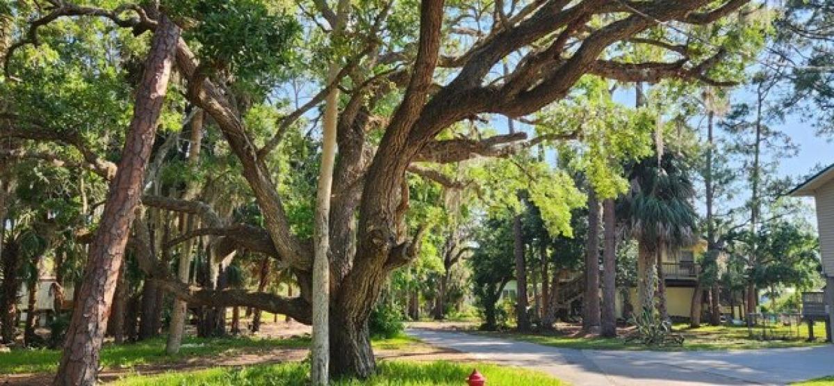 Picture of Residential Land For Sale in Suwannee, Florida, United States