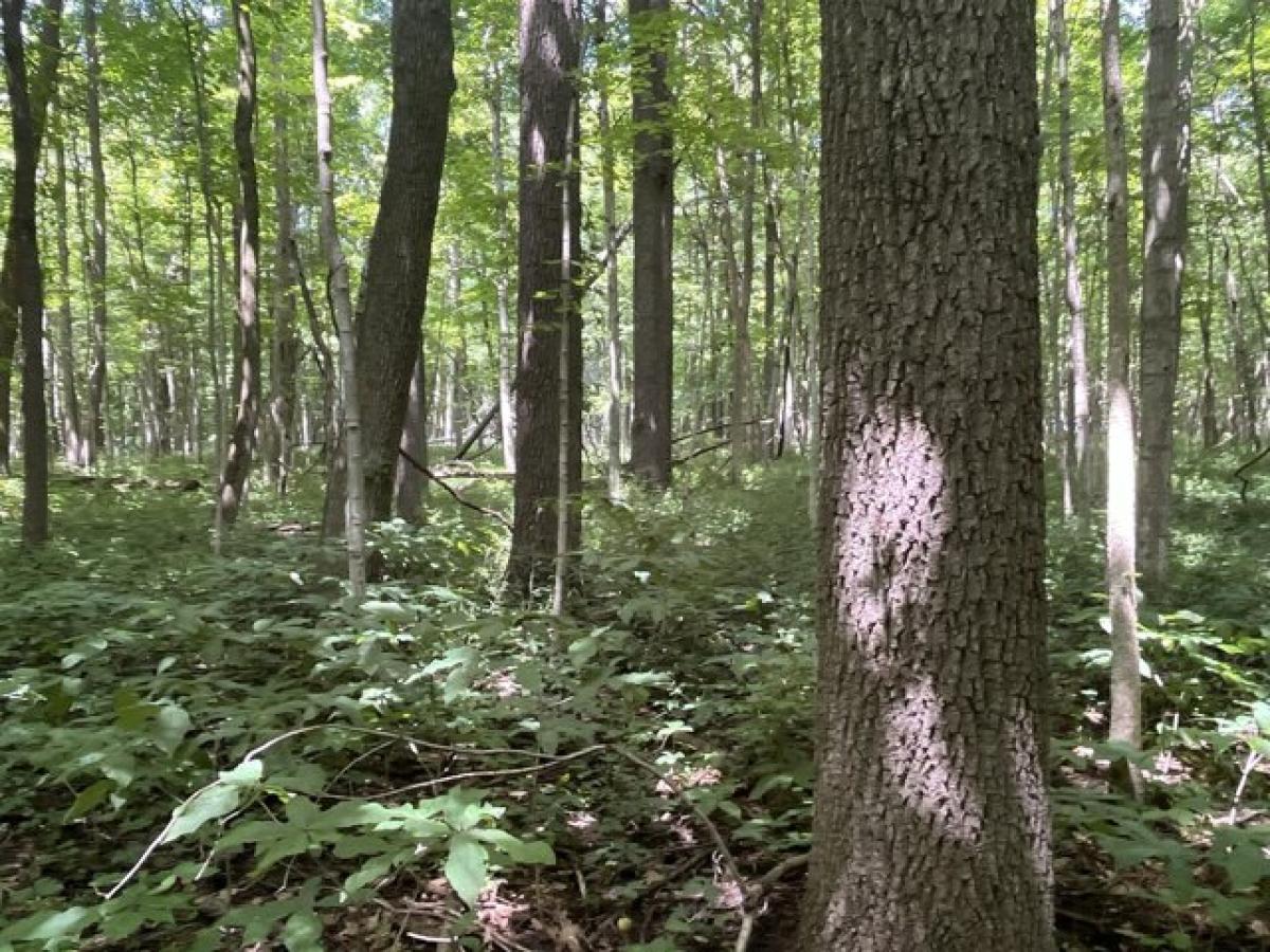 Picture of Residential Land For Sale in Bellefontaine, Ohio, United States