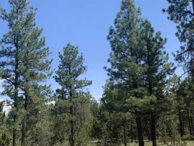 Residential Land For Sale in Happy Jack, Arizona