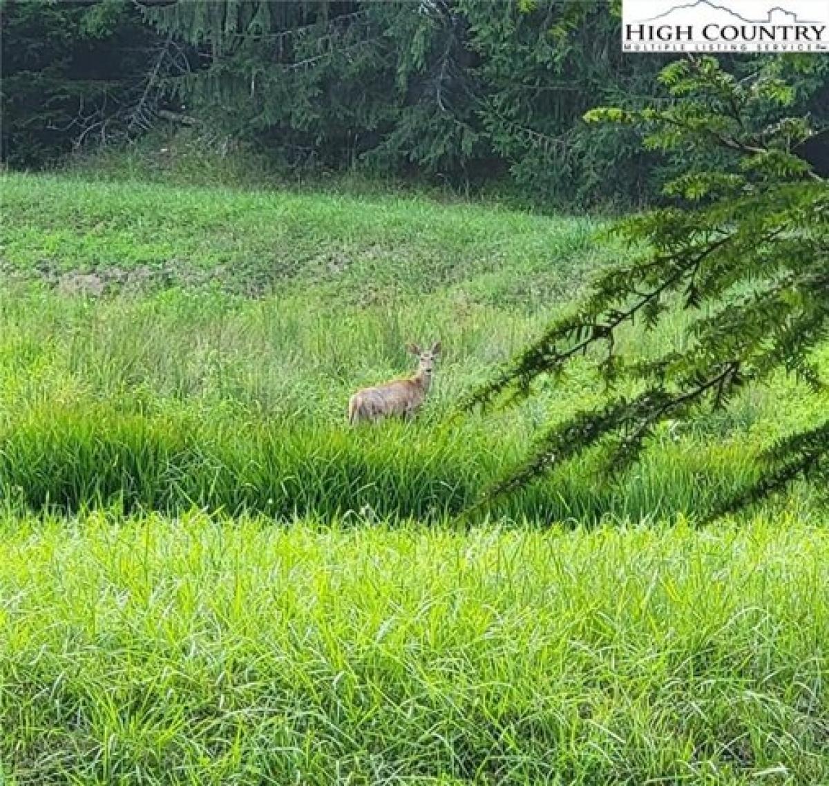 Picture of Residential Land For Sale in Piney Creek, North Carolina, United States