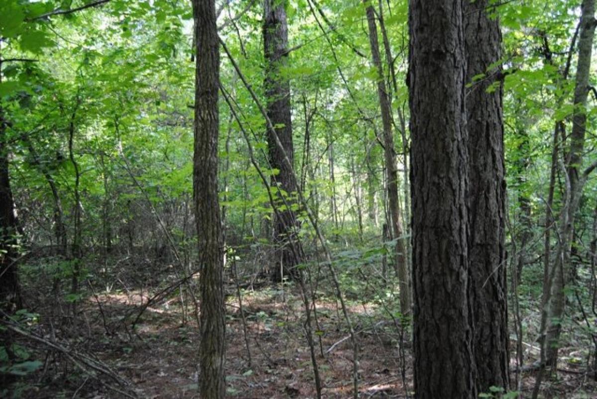 Picture of Residential Land For Sale in Clinton, Arkansas, United States