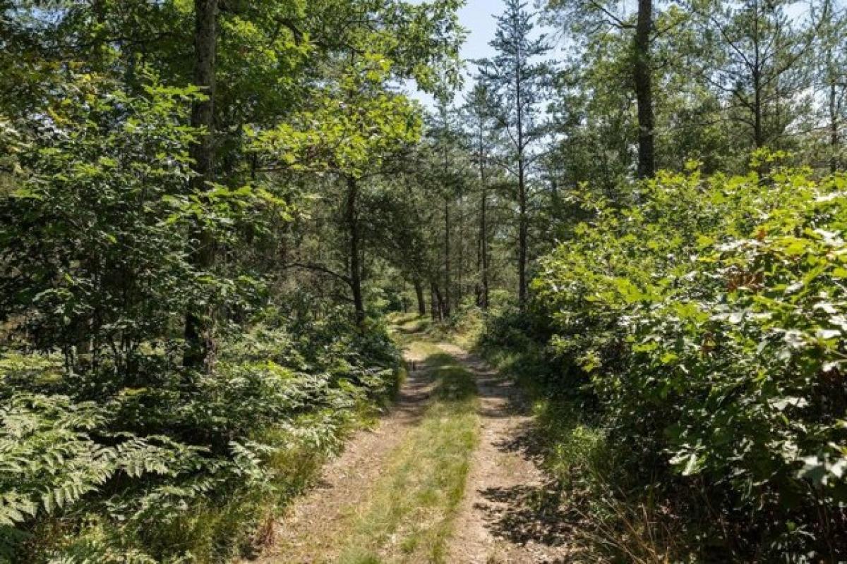 Picture of Residential Land For Sale in Baldwin, Michigan, United States