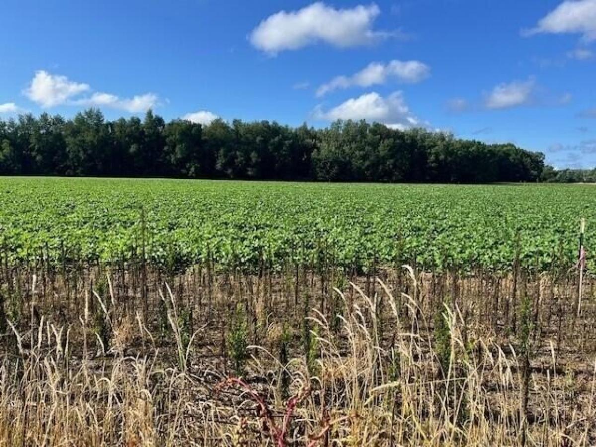 Picture of Residential Land For Sale in Kalamazoo, Michigan, United States