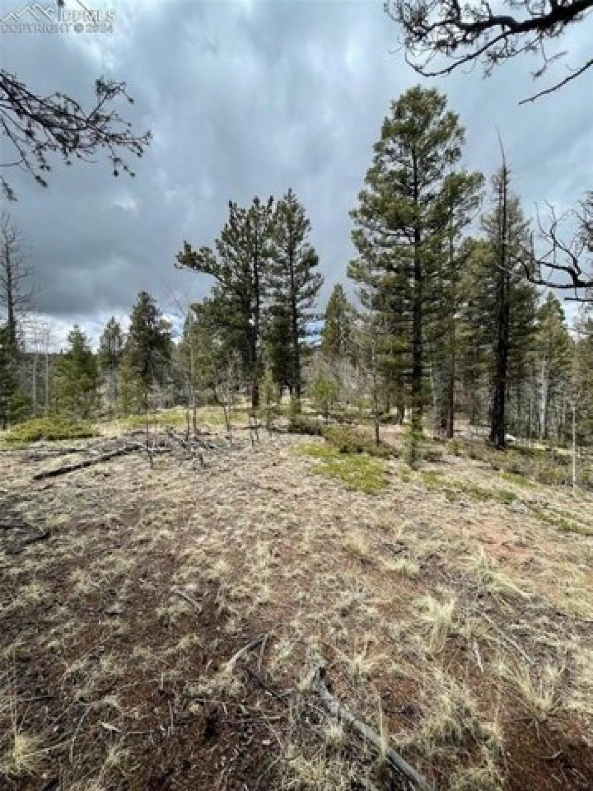 Picture of Residential Land For Sale in Florissant, Colorado, United States