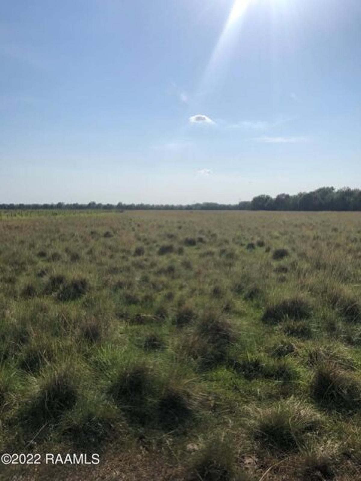 Picture of Residential Land For Sale in Rayne, Louisiana, United States