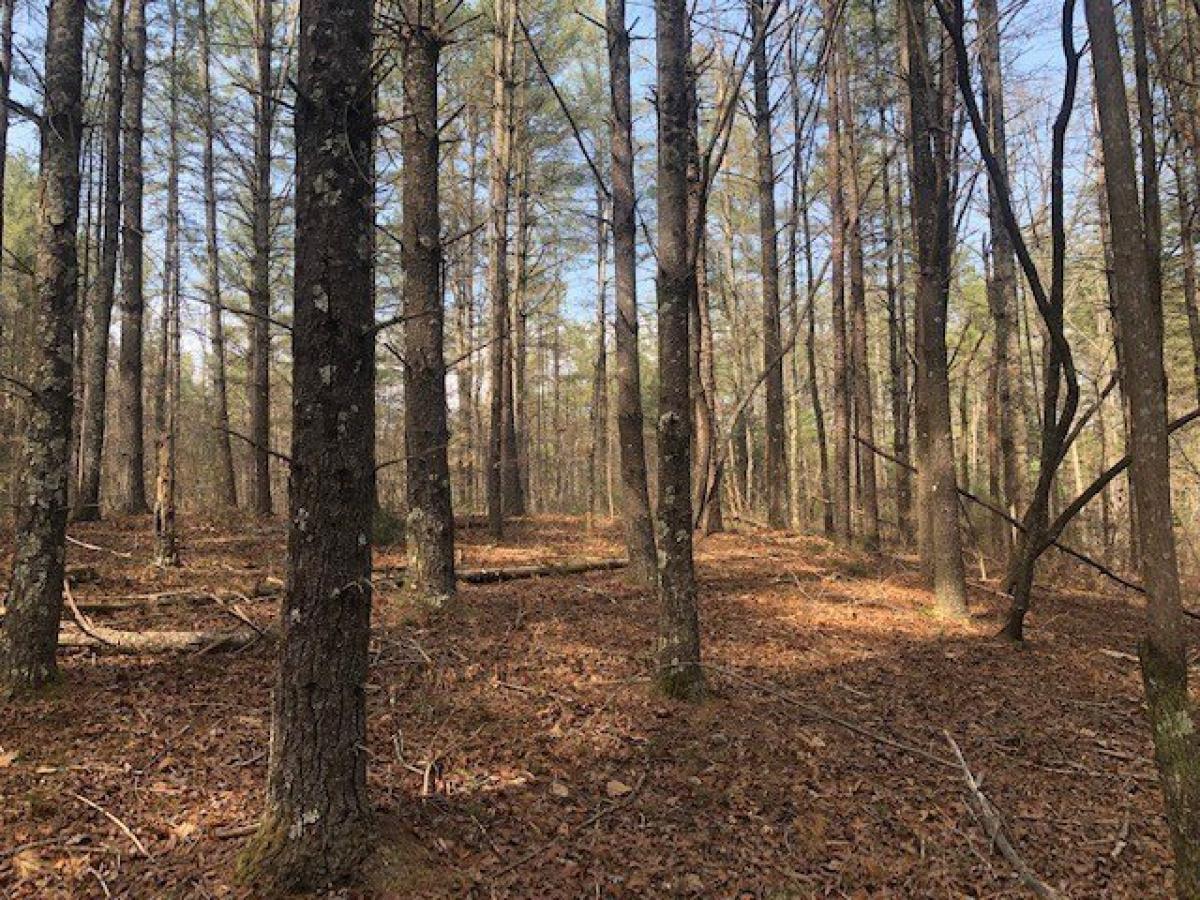 Picture of Residential Land For Sale in Sunset, South Carolina, United States