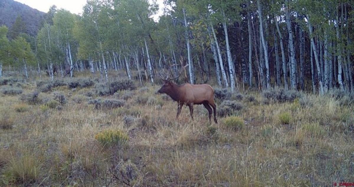 Picture of Residential Land For Sale in Gunnison, Colorado, United States