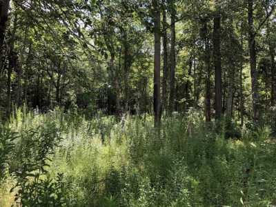 Residential Land For Sale in Loris, South Carolina