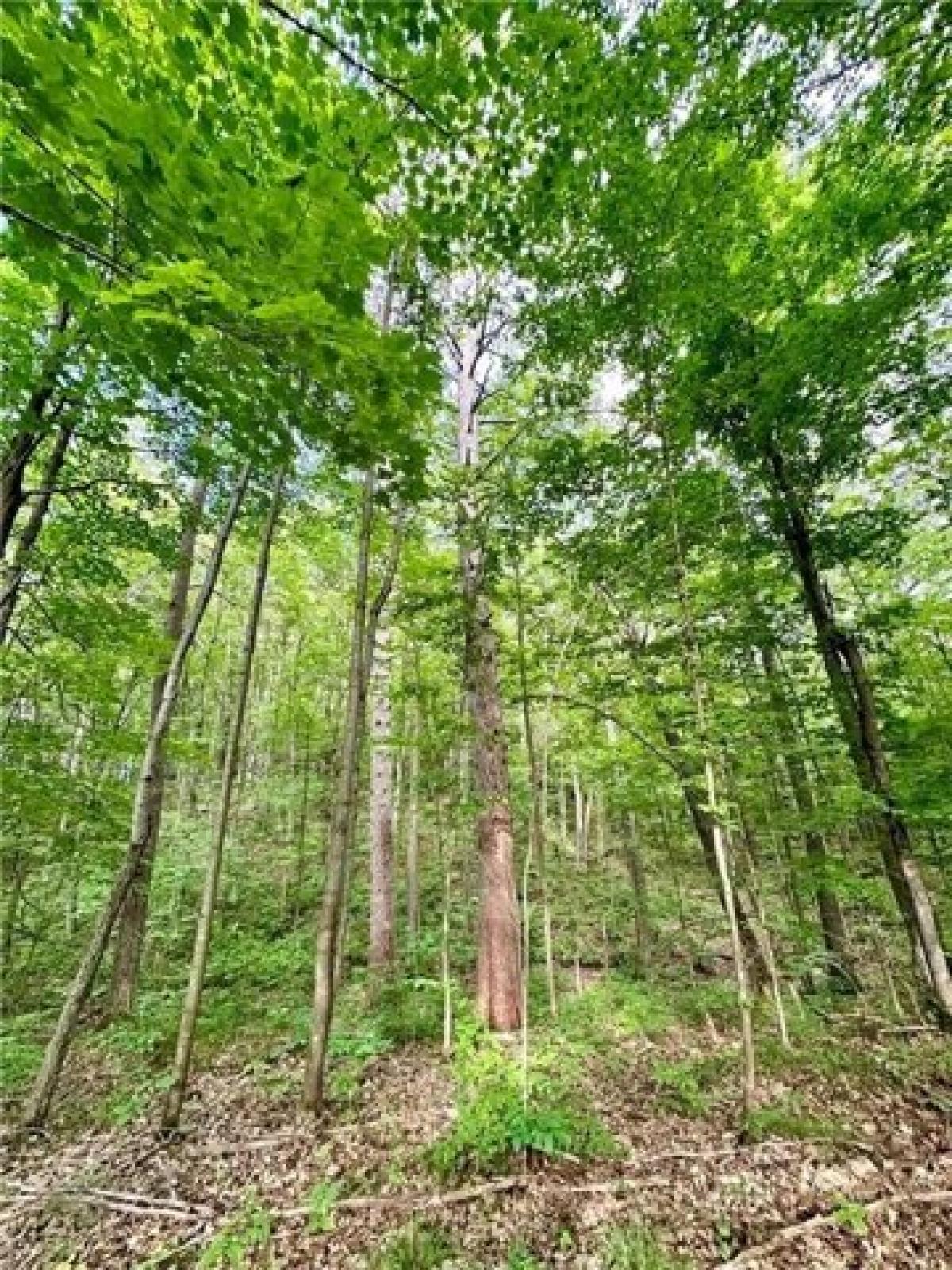 Picture of Residential Land For Sale in Springbrook, Wisconsin, United States