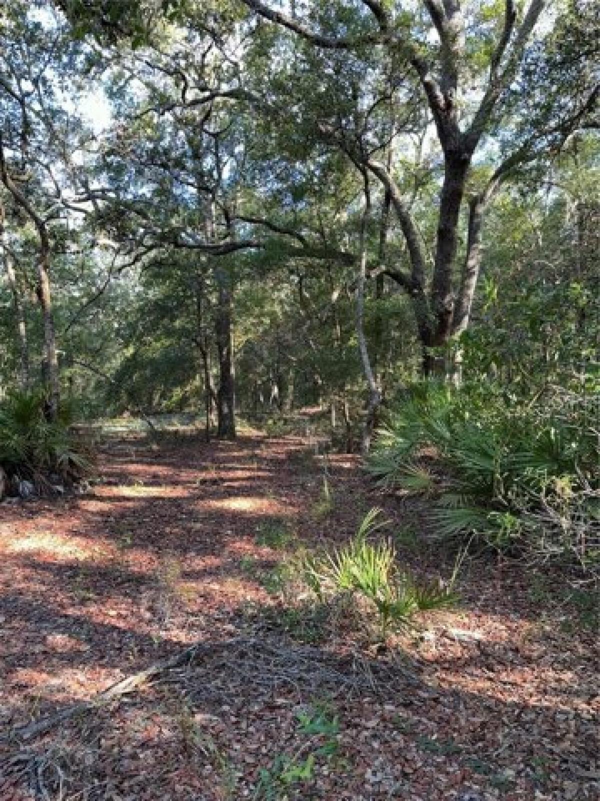 Picture of Residential Land For Sale in Bronson, Florida, United States