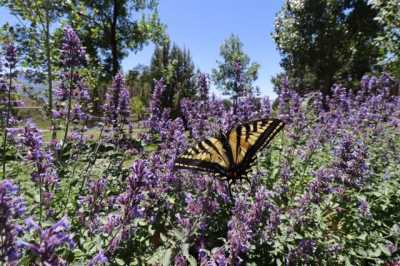 Home For Sale in Paonia, Colorado