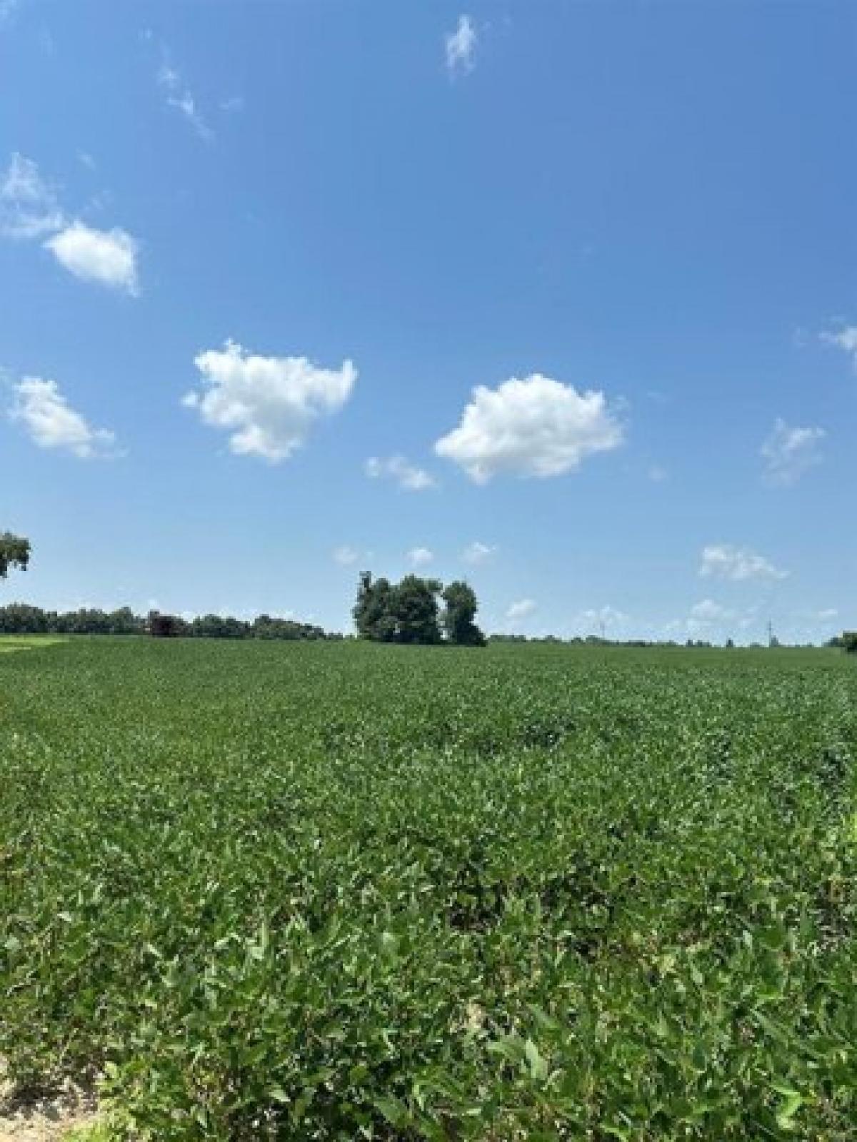 Picture of Residential Land For Sale in Campbell, Missouri, United States