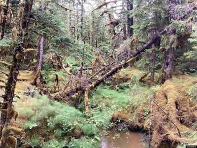 Residential Land For Sale in Gustavus, Alaska