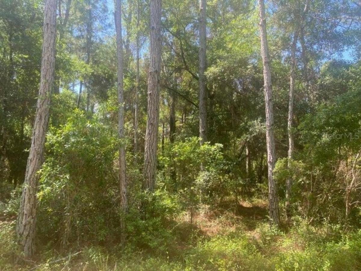 Picture of Residential Land For Sale in Fort Mccoy, Florida, United States