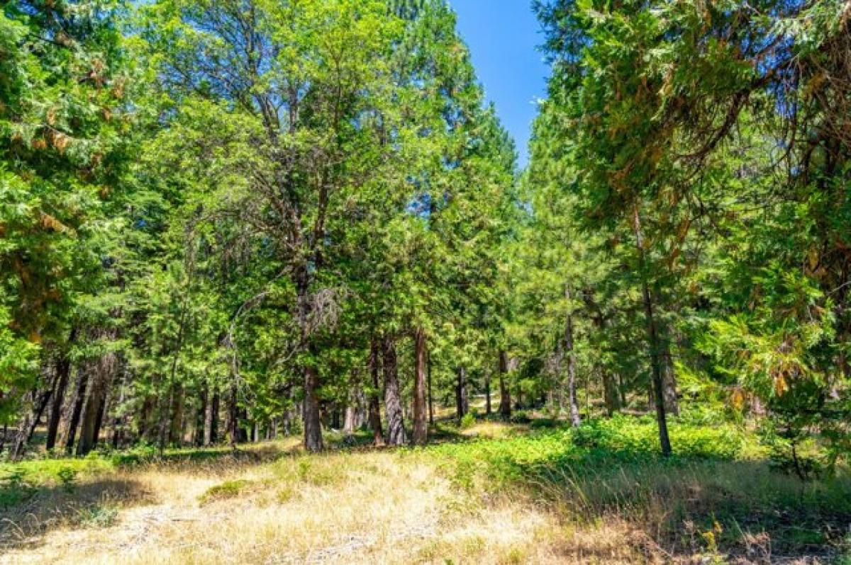 Picture of Residential Land For Sale in Pollock Pines, California, United States