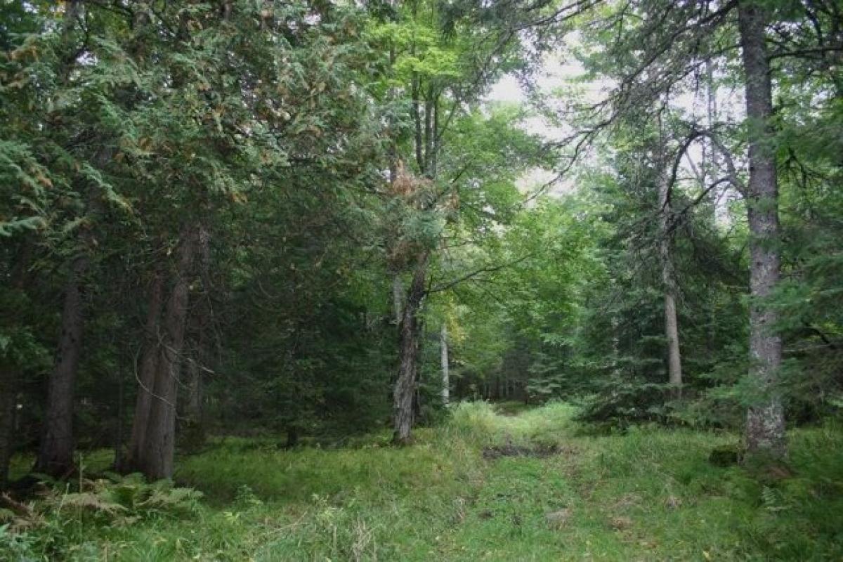 Picture of Residential Land For Sale in Butternut, Wisconsin, United States