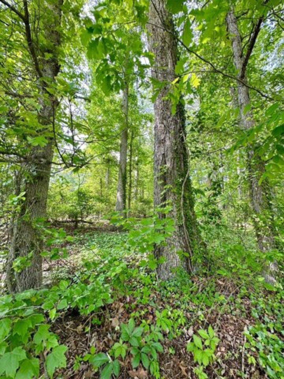 Picture of Residential Land For Sale in Clifton Forge, Virginia, United States