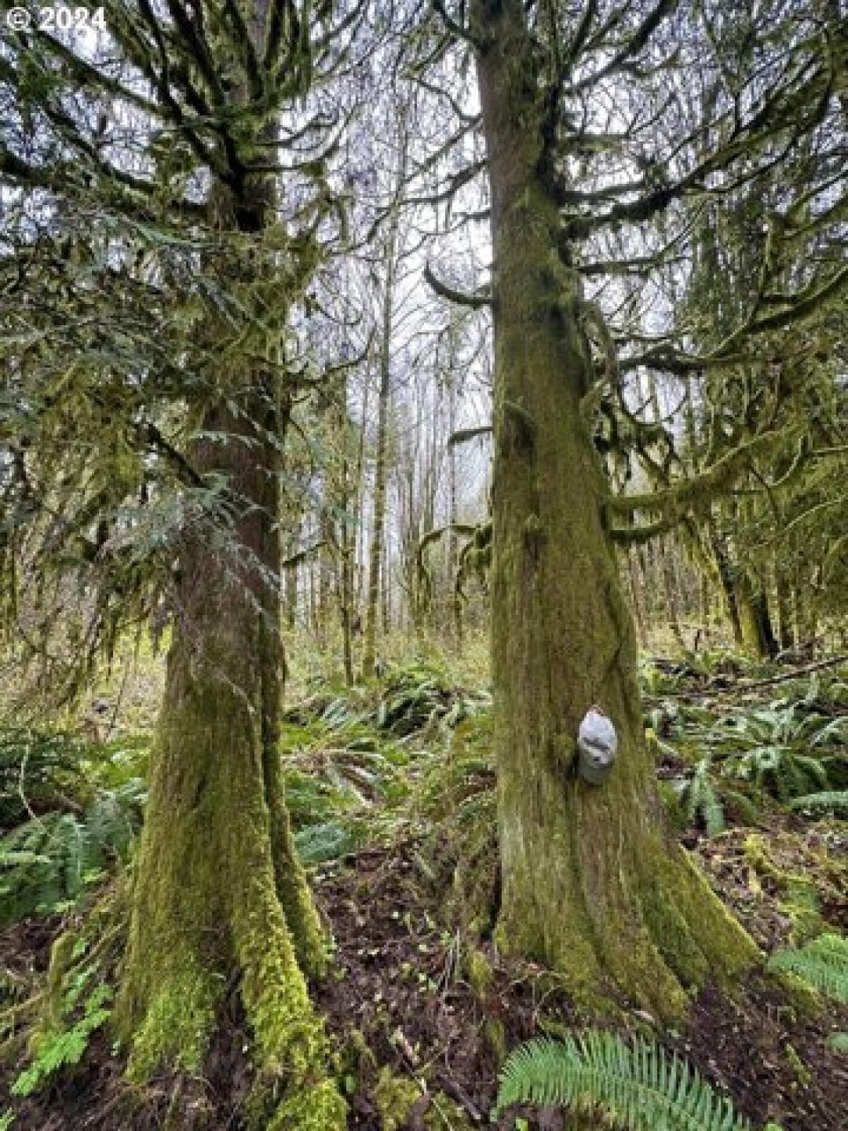 Picture of Home For Sale in Clatskanie, Oregon, United States