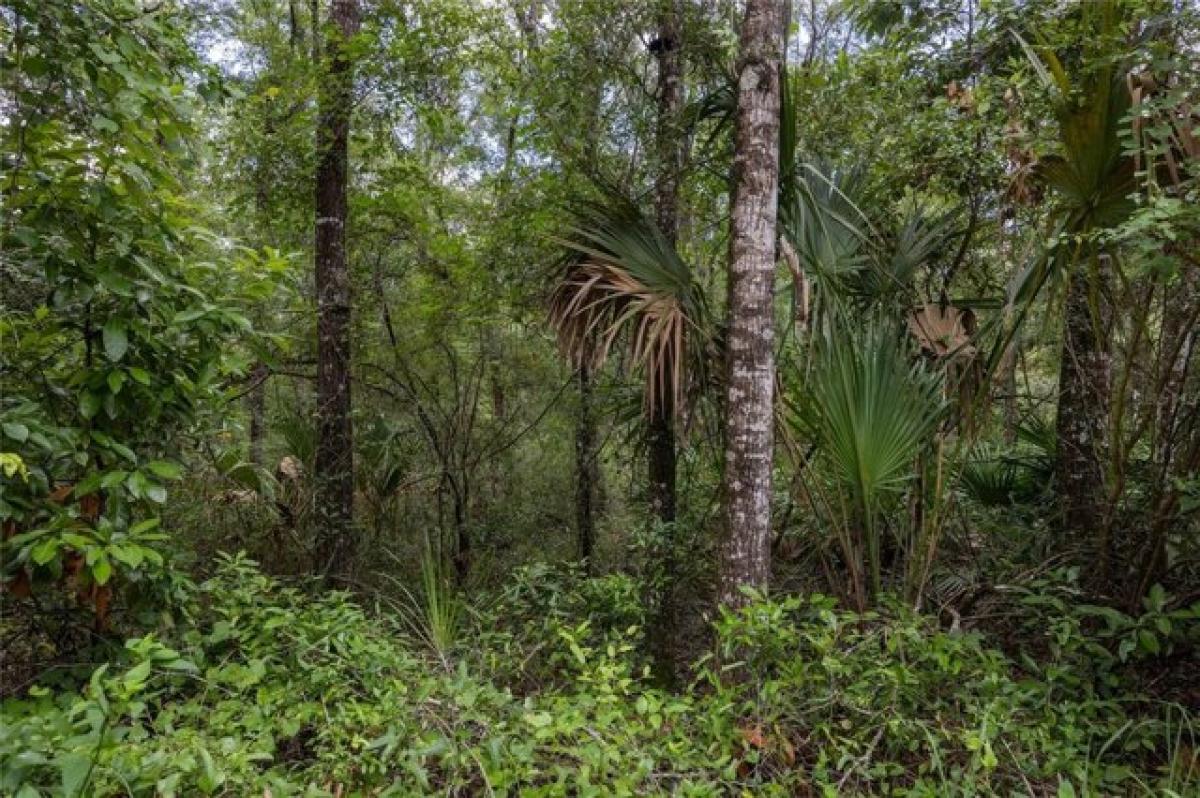 Picture of Residential Land For Sale in Old Town, Florida, United States