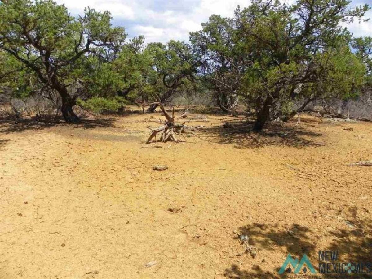 Picture of Residential Land For Sale in Pie Town, New Mexico, United States