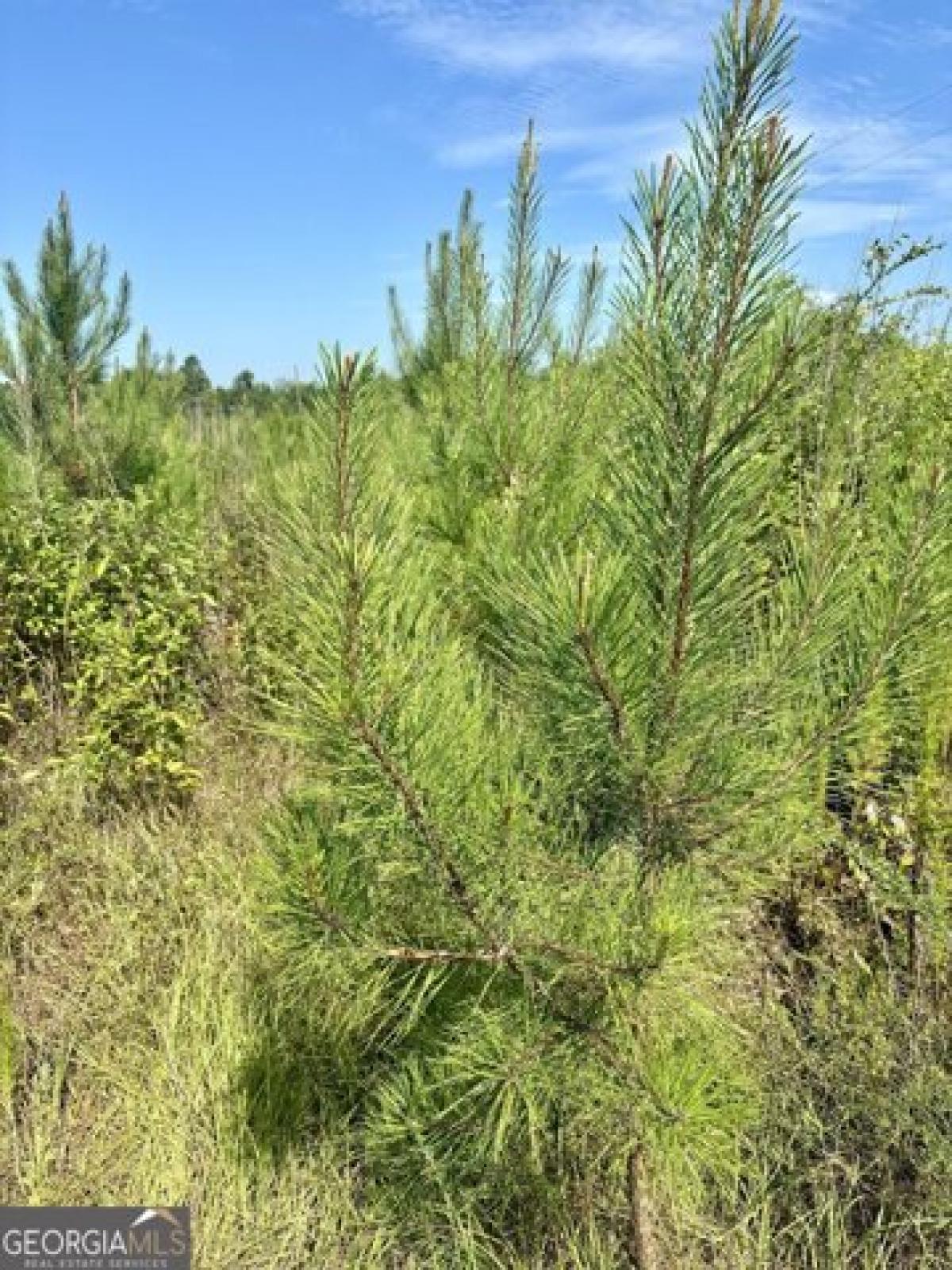 Picture of Residential Land For Sale in Carlton, Georgia, United States