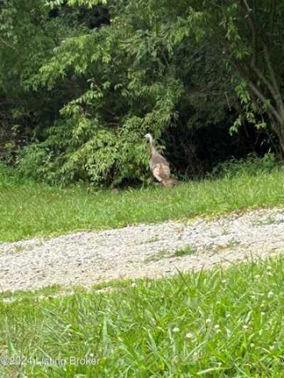 Residential Land For Rent in Bagdad, Kentucky