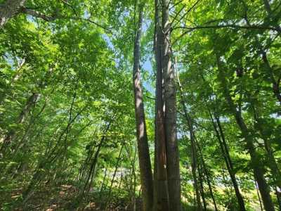 Residential Land For Sale in Pamplin, Virginia