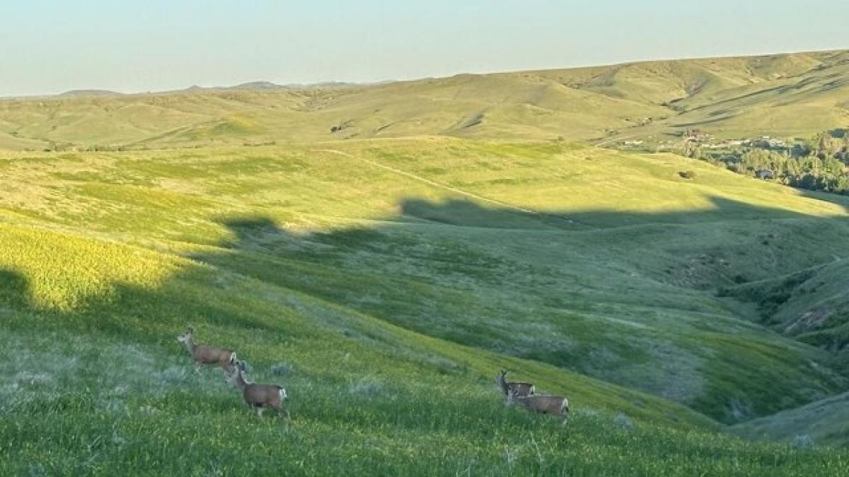 Picture of Residential Land For Sale in Sheridan, Wyoming, United States