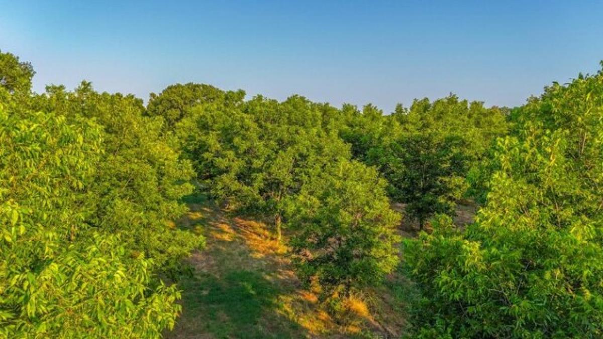 Picture of Residential Land For Sale in Prague, Oklahoma, United States