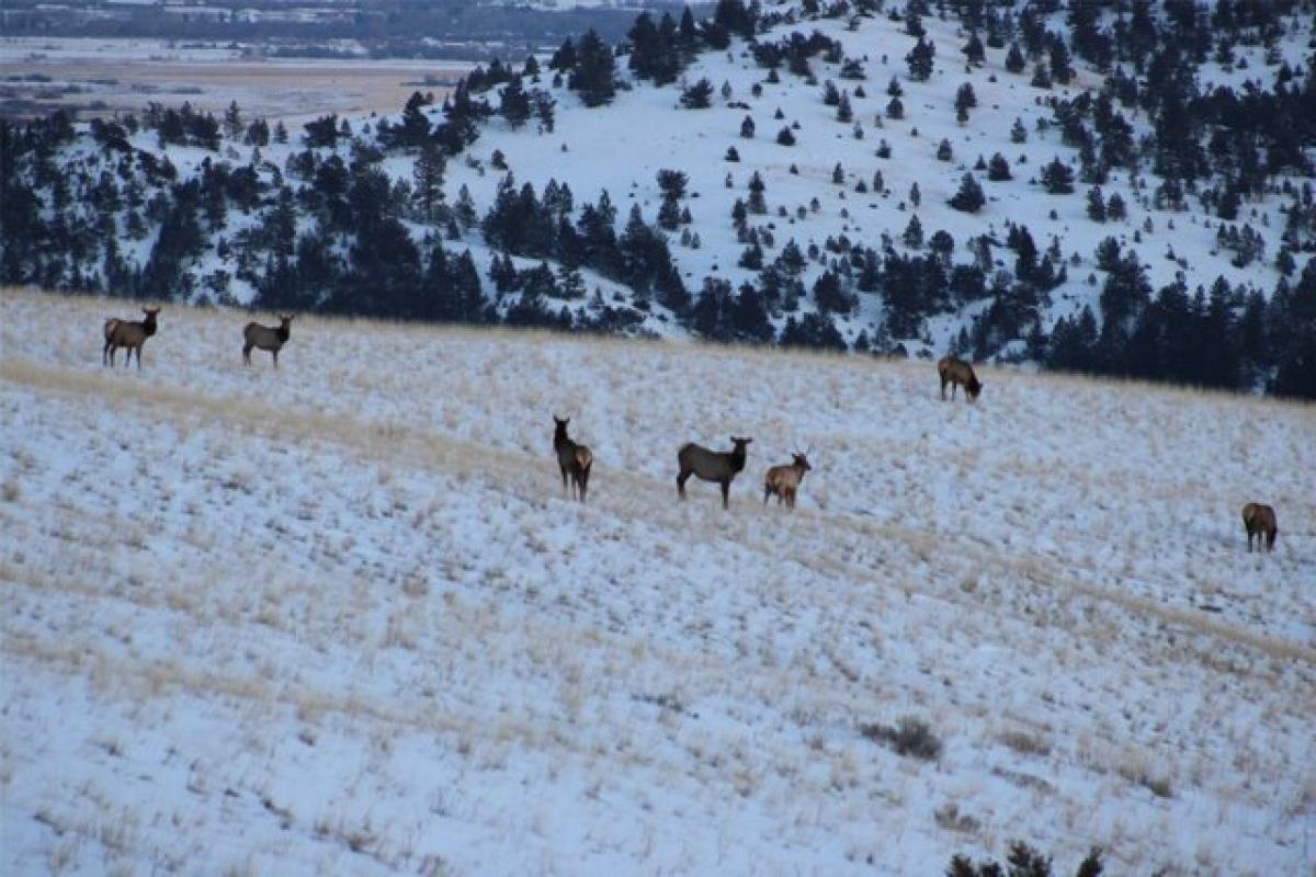 Picture of Residential Land For Sale in Helena, Montana, United States