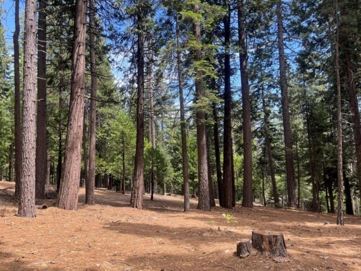 Picture of Residential Land For Sale in Camp Connell, California, United States