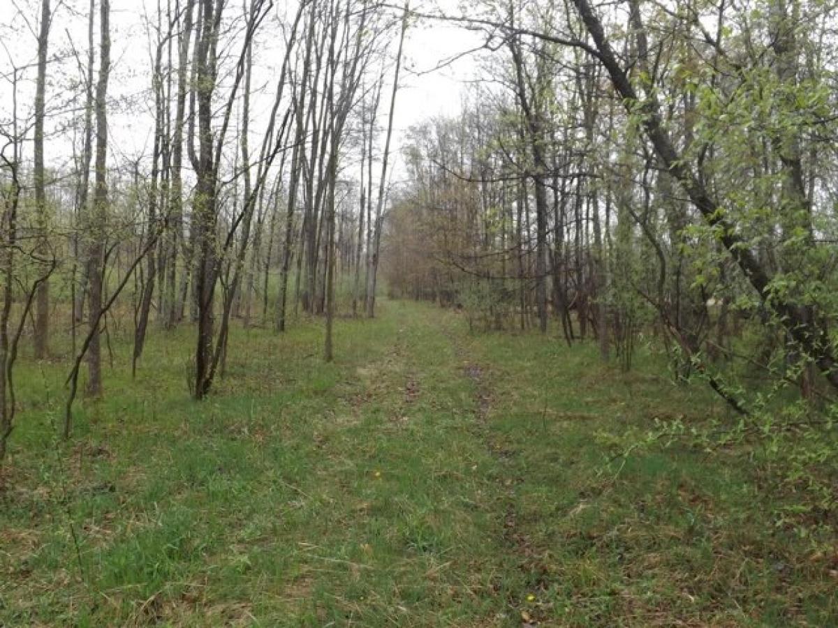 Picture of Residential Land For Sale in Pierson, Michigan, United States