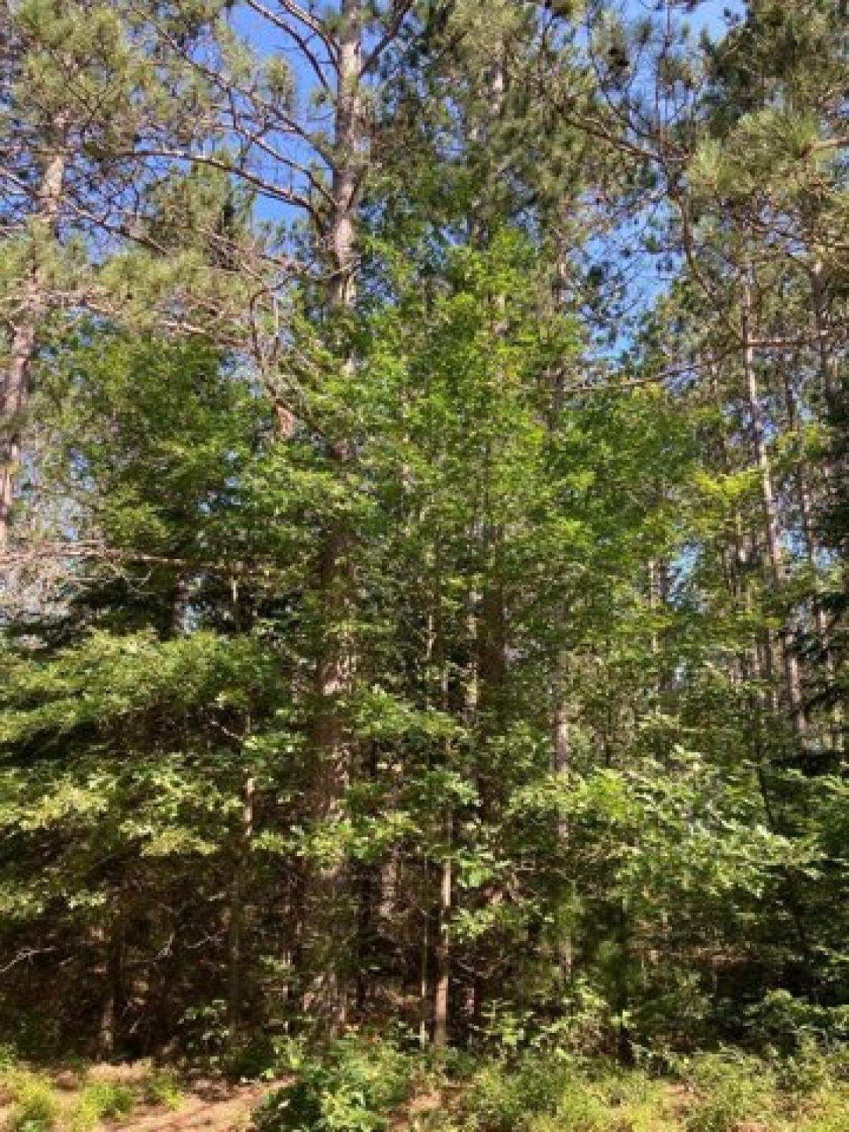 Picture of Residential Land For Sale in Tomahawk, Wisconsin, United States