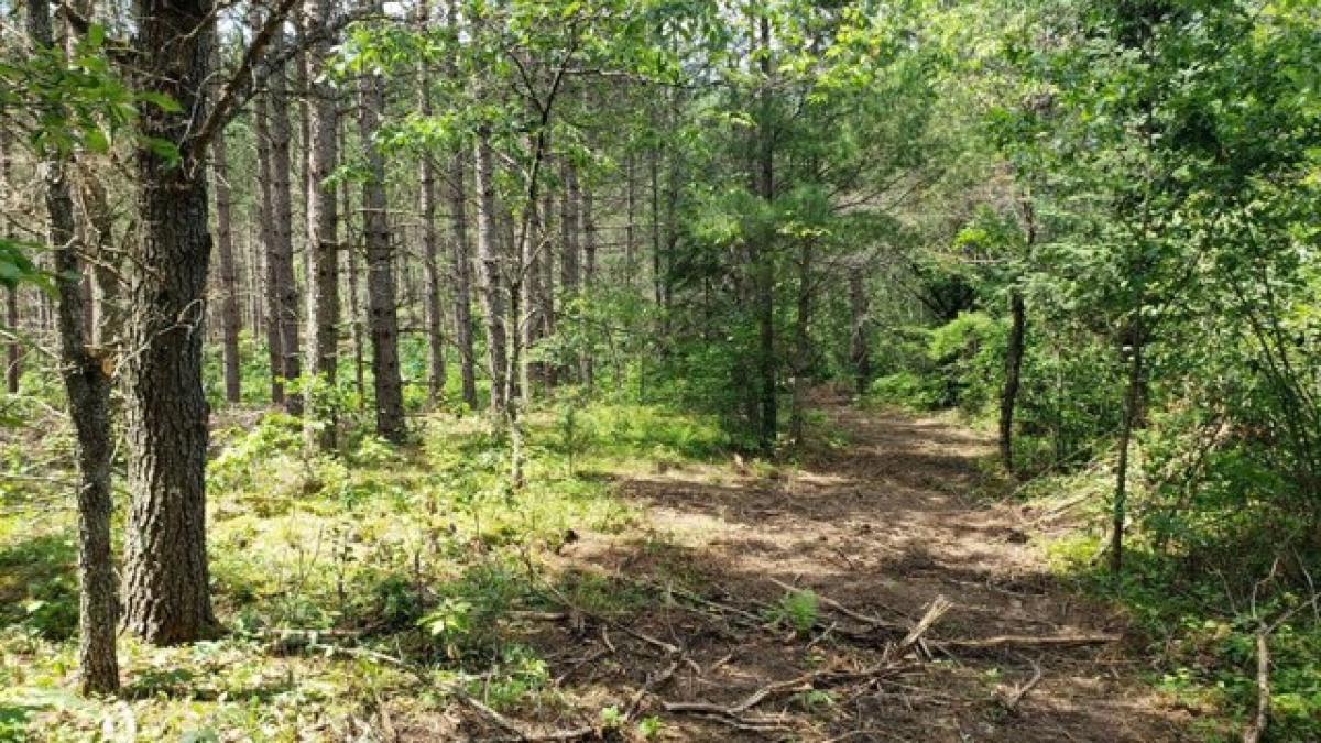 Picture of Residential Land For Sale in Tomahawk, Wisconsin, United States