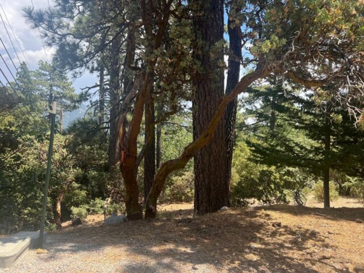 Picture of Residential Land For Sale in Idyllwild, California, United States