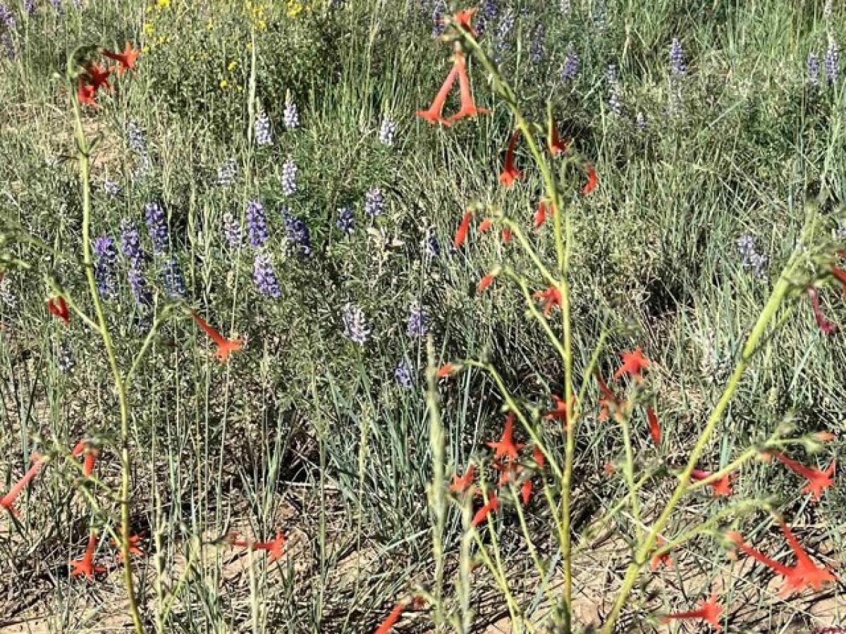 Picture of Residential Land For Sale in Mancos, Colorado, United States