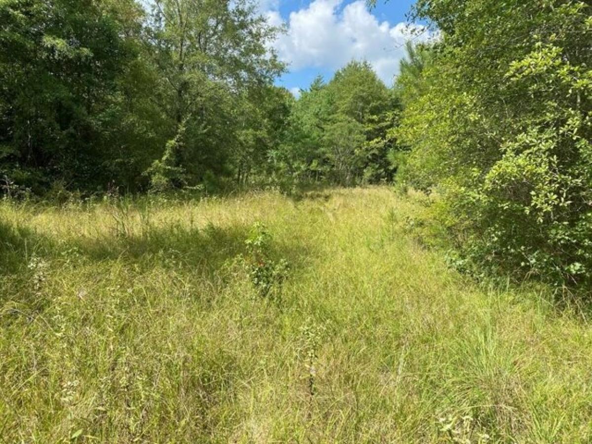 Picture of Residential Land For Sale in Silver Creek, Mississippi, United States